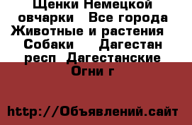 Щенки Немецкой овчарки - Все города Животные и растения » Собаки   . Дагестан респ.,Дагестанские Огни г.